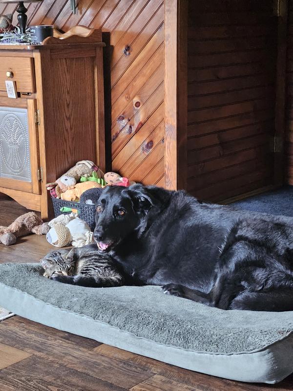 Cooper with our 1 year old Sushi