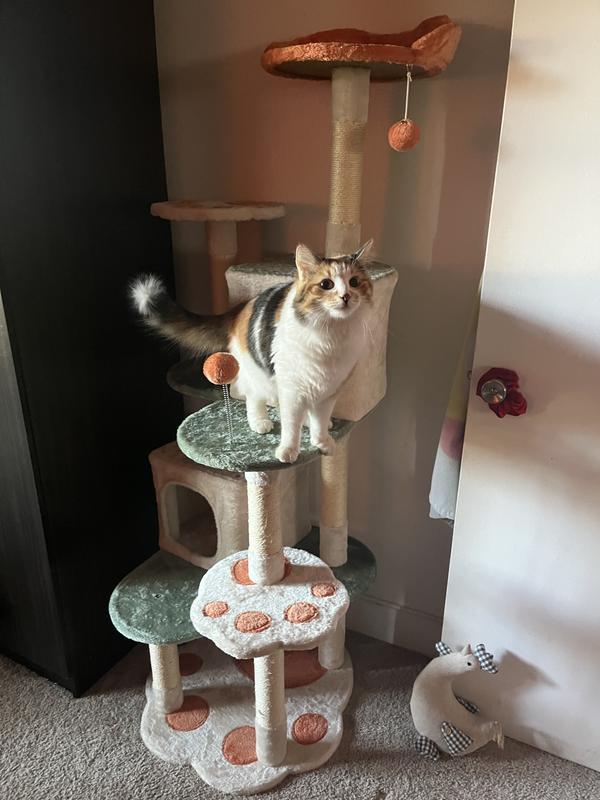 Her being cute on the cat tree