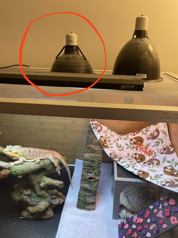 This Exo Tera CHE is in the left heat lamp.