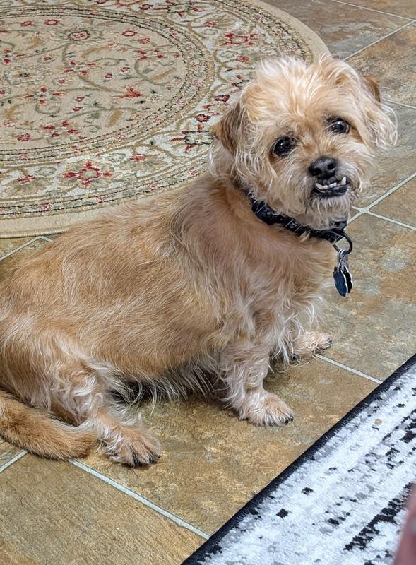 I'm waiting for my dental chew