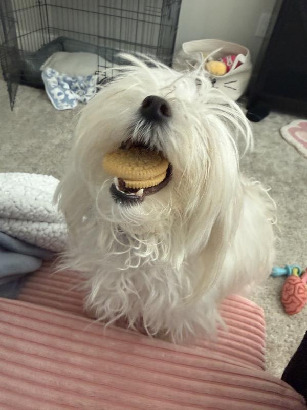Helena eating her favorite cookie before her sister stole her cookie out of her mouth!