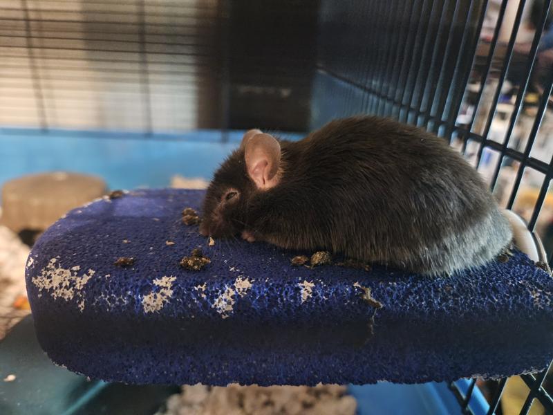 My mouse Remy napping on the lava ledge