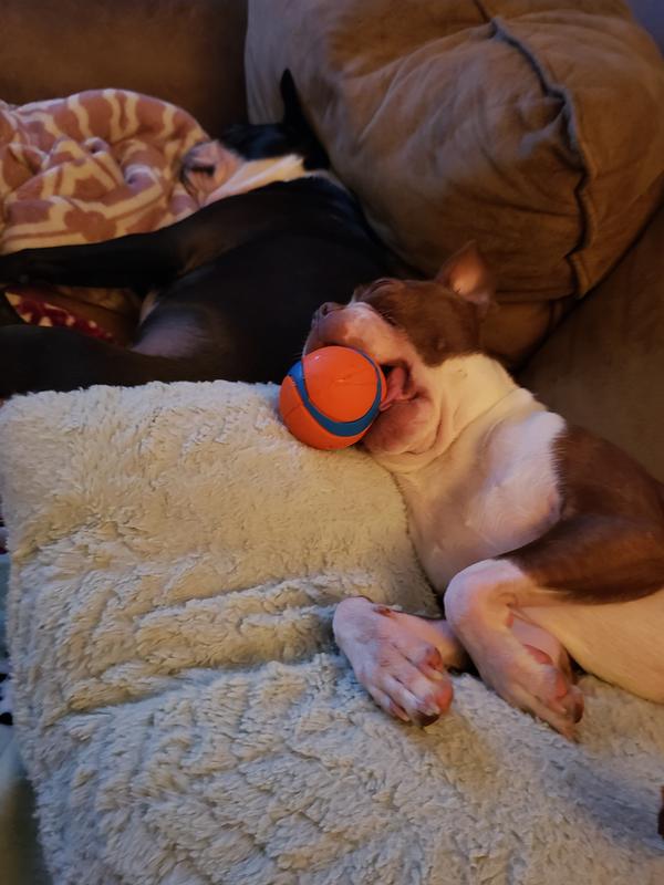 He always sleeps with 1  and has several more in the bed with him.