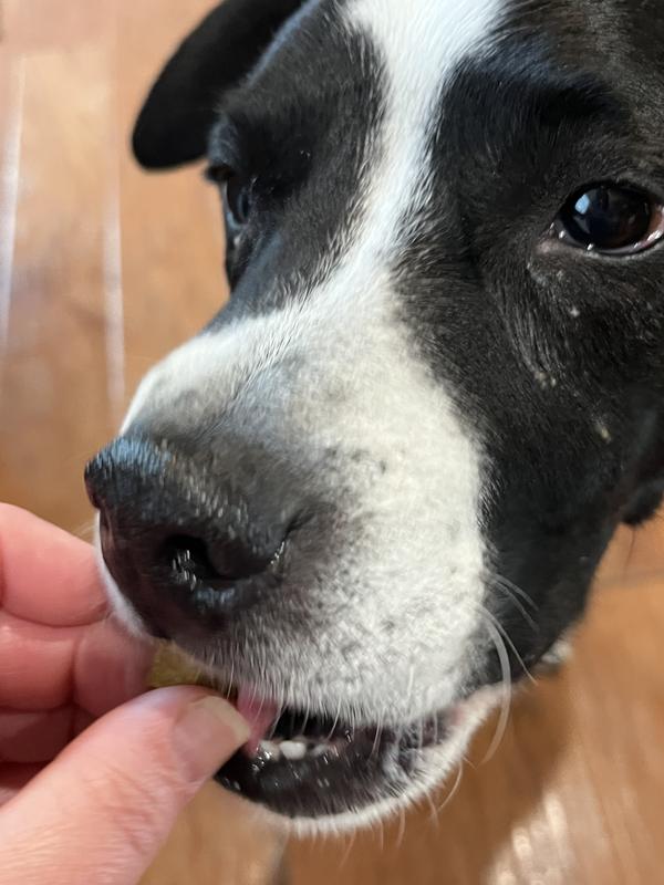 He loves it as a treat!