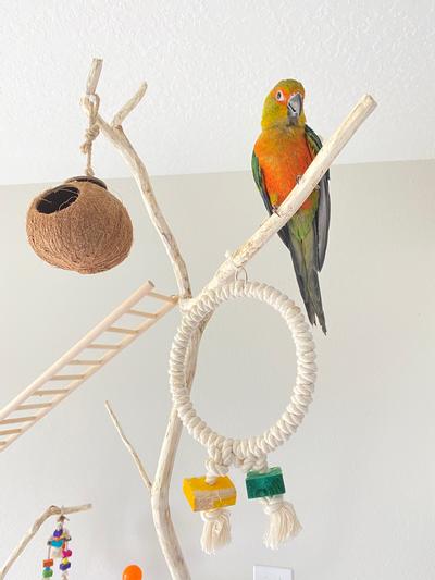 Natural Coconut Squirrel House Hanging Loop Coconut Bird Nest with Ladder for Parrots Parakeet Conures Lovebird Cockatiel Finch Canary Small Animals Hideaway Hut Coconut Shell Bird Cage Toy 