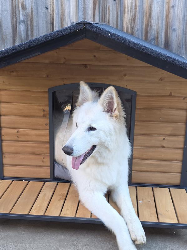 Nice design but not ideal for large dogs