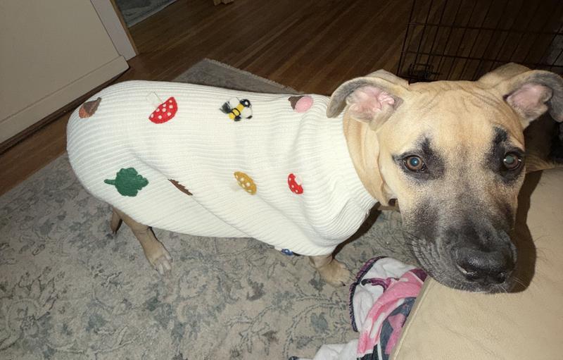 Athena is a giant breed puppy weighing 45 lbs wearing an XL