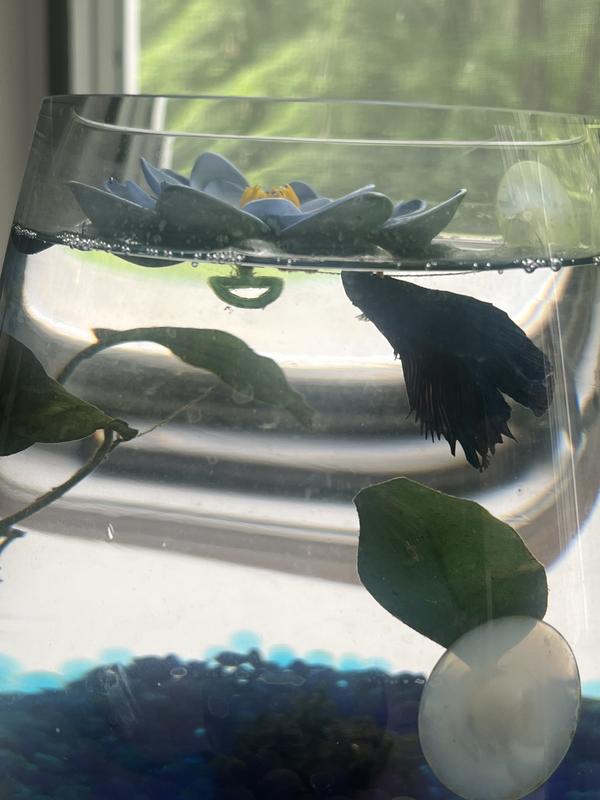 CTWPets Betta Fish Hammock, Aquarium Leaf Rest, Sierra