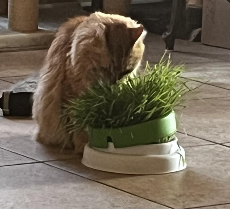 CATIT Senses 2.0 Cat Grass Planter - Chewy.com