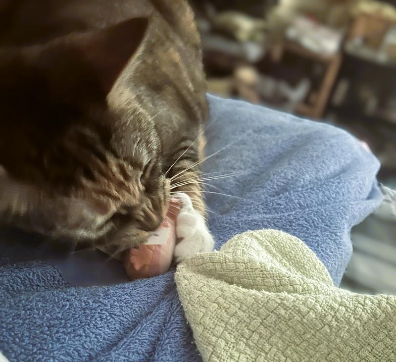 Eeek, hold still while I love on you! ♥