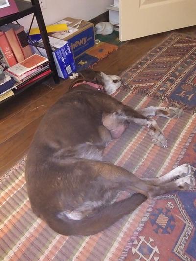 Dog with large lipoma on chest area.