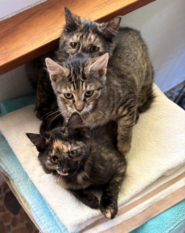 Tortie triplets.