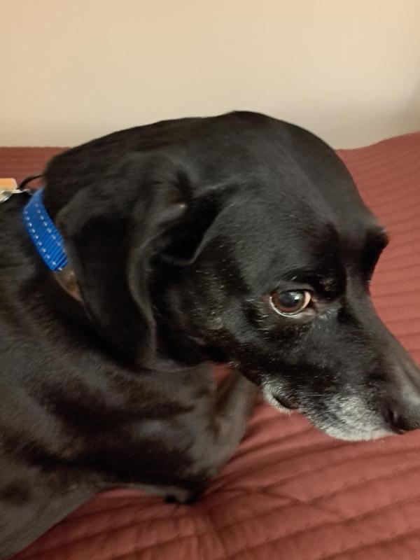 Don't take my collar off again.  I don't want a bath!
