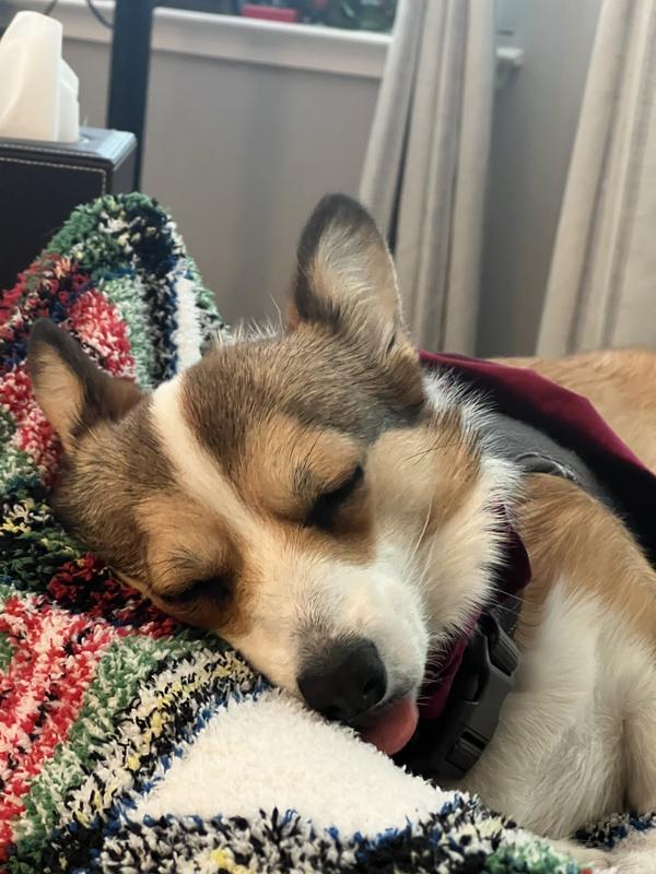 I love my Christmas toys from Chewy!