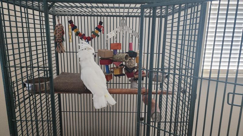 Carmen looking at her new toy