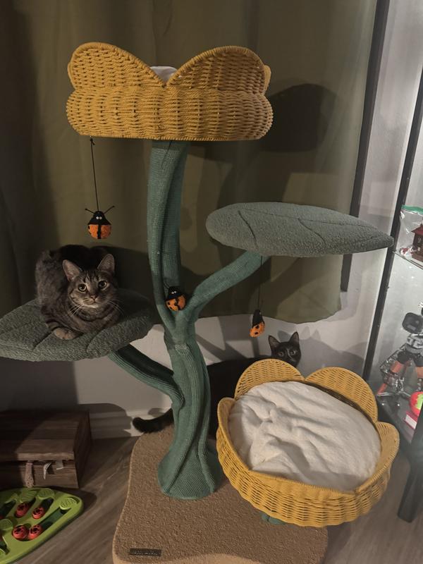 Rice-a-roni and Tabasco enjoying their new tree