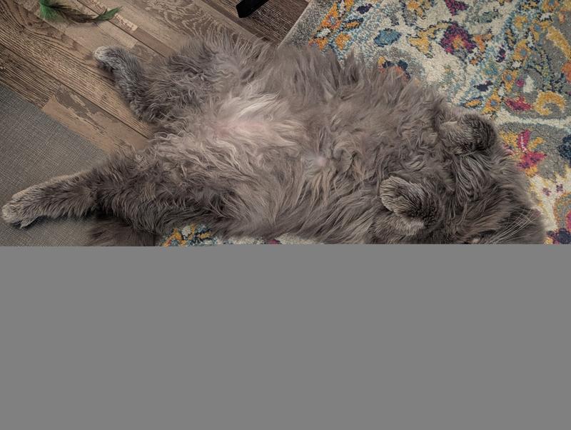 Bjorn is 18 pounds. Size reference.