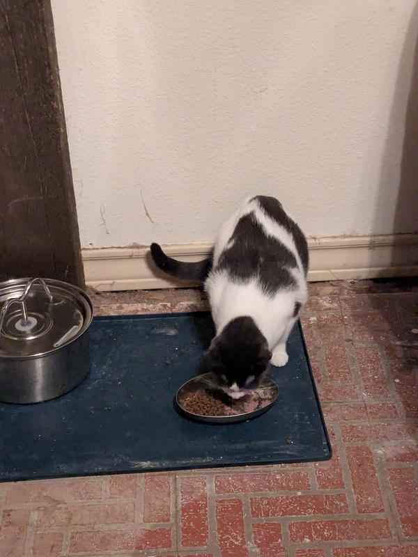 Junior loves her Acana