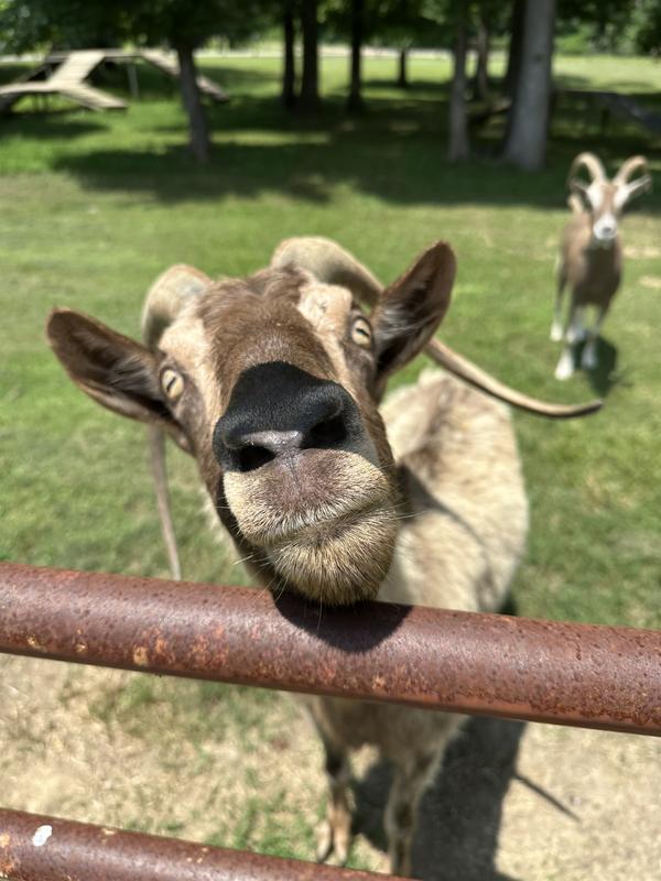 Nutrena High Protein Goat Feed