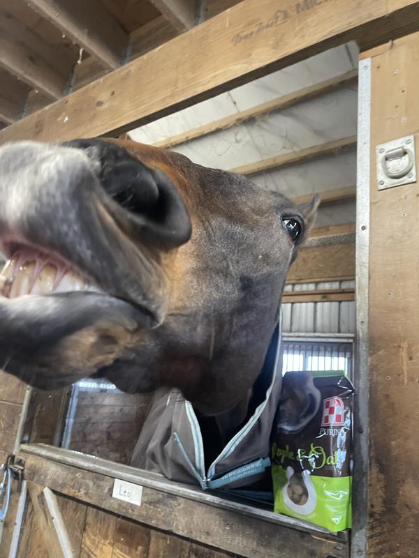 Won't even stay still for the picture, just wants more treats!