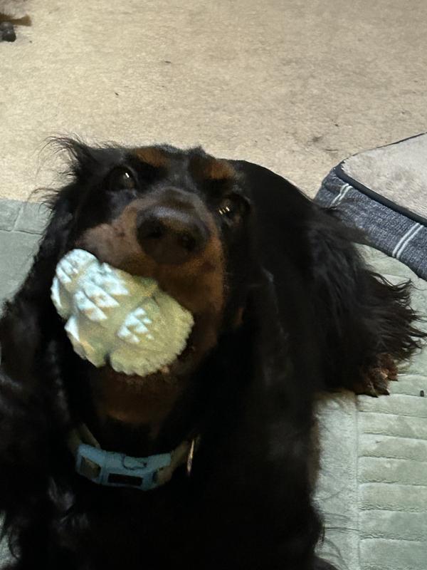 Clooney was working at getting the treats out!