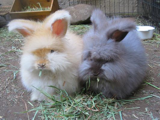 Bluebonnet hotsell rabbit feed