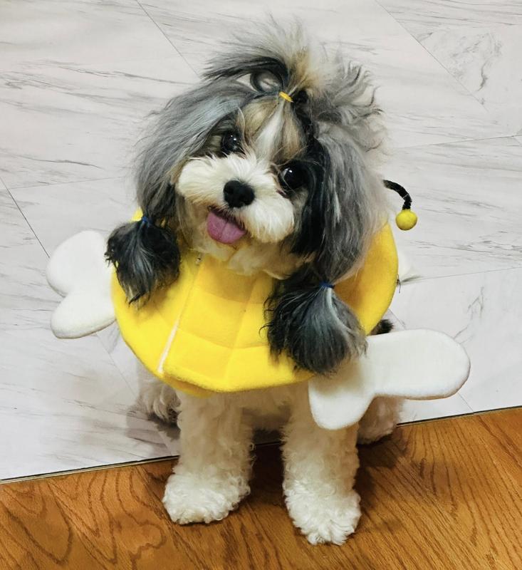 woof woof! I am Mochi :)