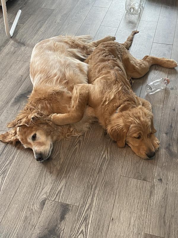 Young and older snoozing