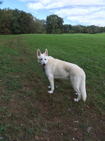 Kodi ready to run
