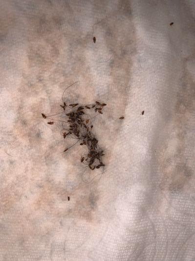 Fleas killed from a bath prior to using the flea collar.