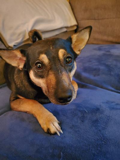 Molly, the terrier mix