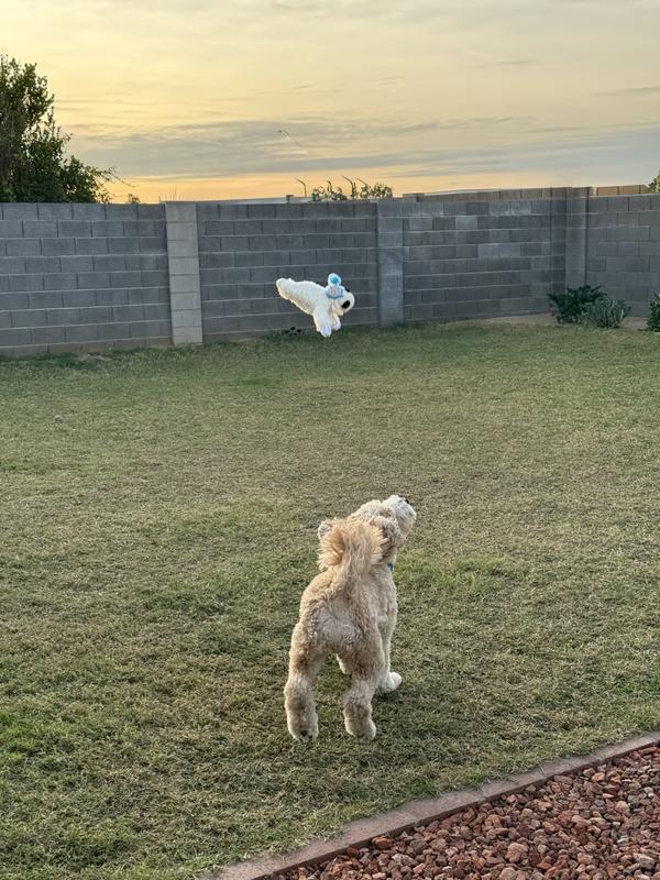 I believe I can fly!