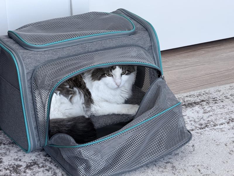 Cat in the carrier at home!