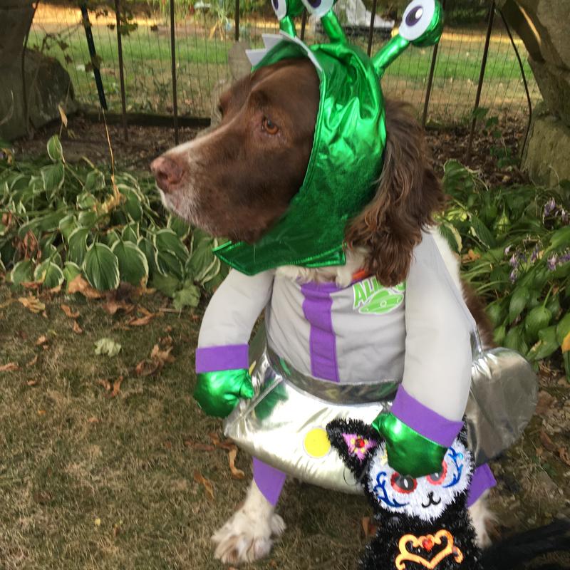 Alien cat costume 2025