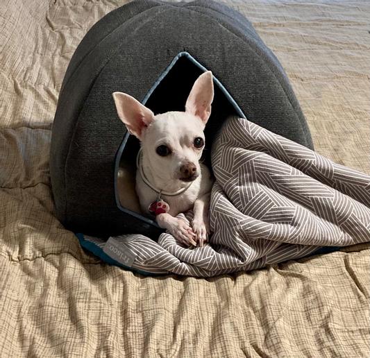 Chihuahua igloo hot sale bed