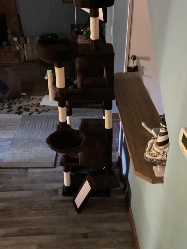 Kitties have fun, likes the very high one to perch on to tease his brother