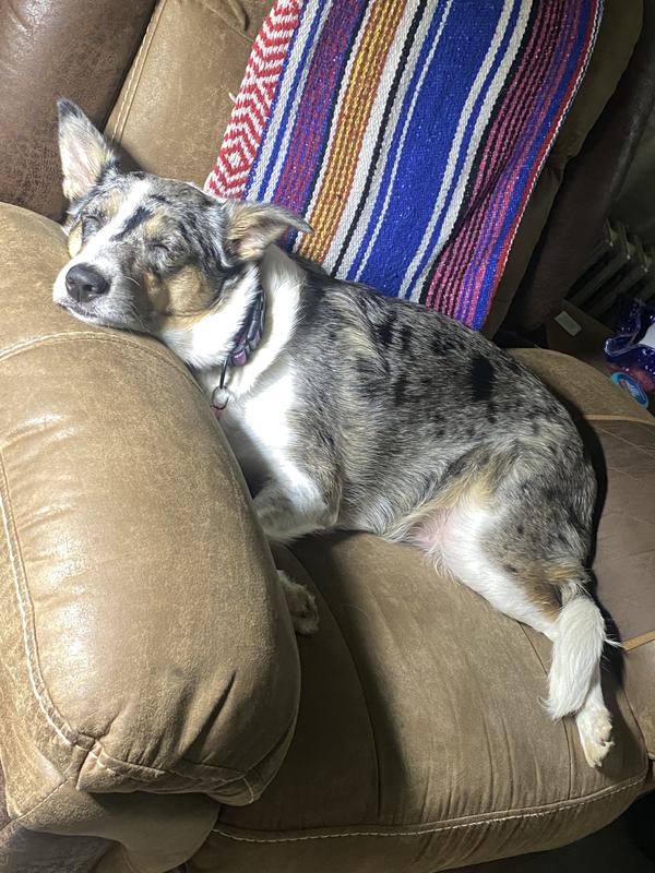 Long walk, yummy treat, and a nice nap!,