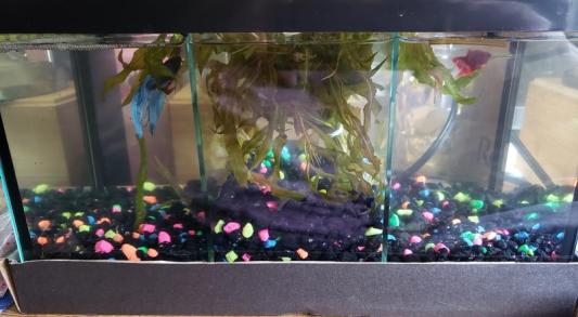 Frisco 3 Betta Aquarium with Divider/Top