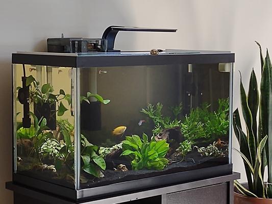 AQUEON Preset Aquarium Heater reviews - Chewy.com
