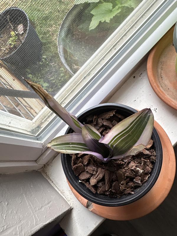 One month planted in orchid/potting soil mix