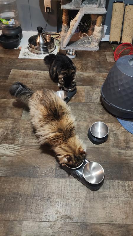 Trying the Dr. Bill's Pet Nutrition Feline Immune Support