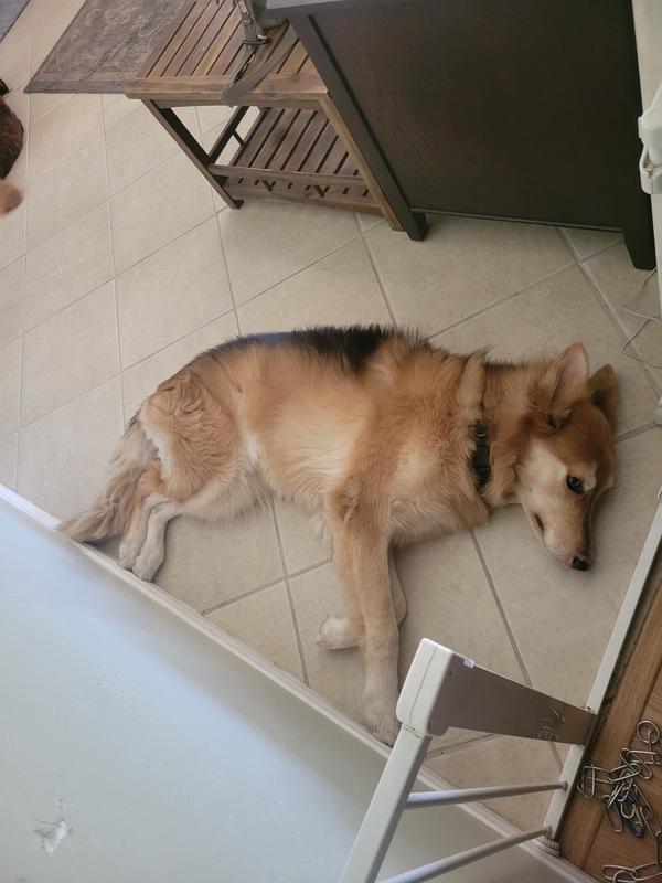 He sheds everywhere so this definitely improves my day.