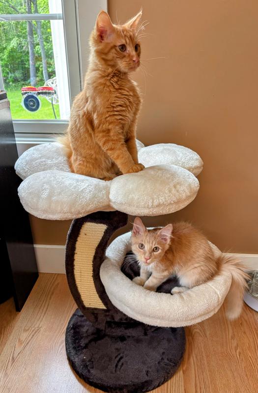 Product Reviews for MIDWEST Alden 40.63-in Faux-Fur Cat Tree