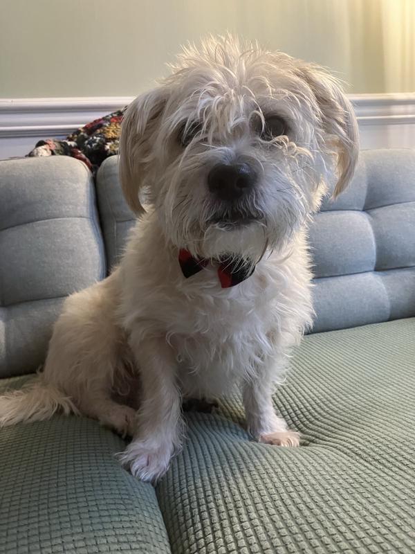 Thus us actually the red plaid but both ties are nice.