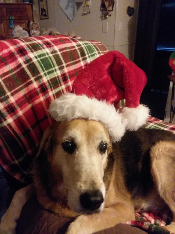 Joey my big baby, going to be 13 on the March 31st.