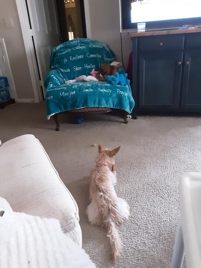 Sassy chewing a Pork Skin Roll now!