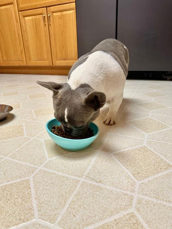 Our most finicky Frenchie thoroughly enjoyed her food.