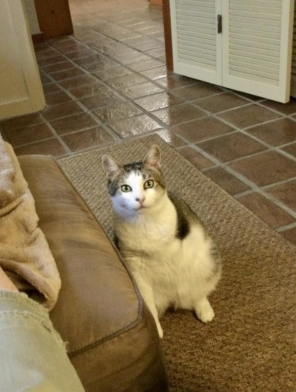 Buddy my little tripawd!