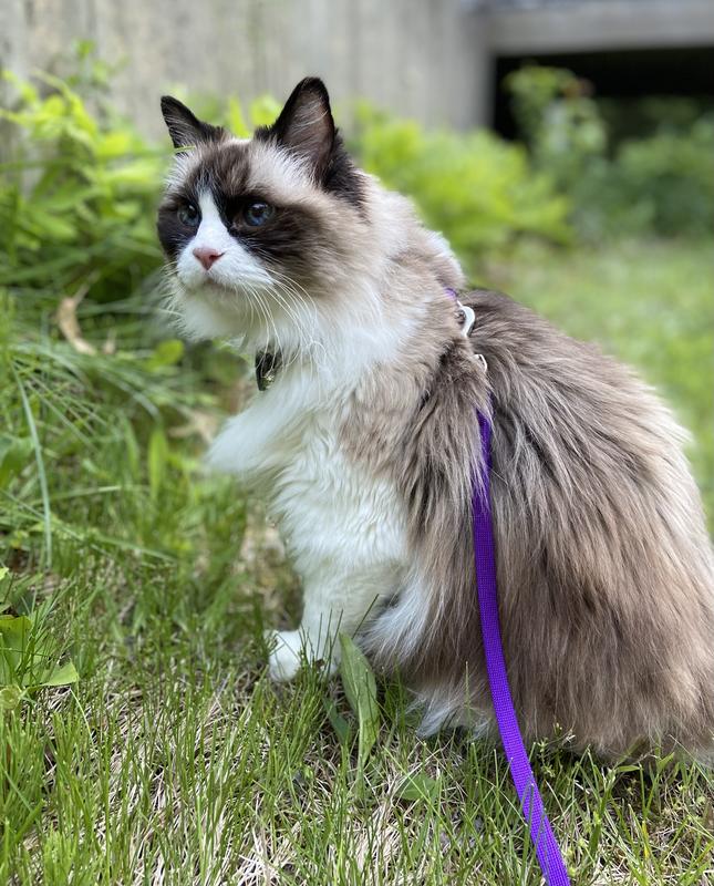 FELIMAZOLE (methimazole) Tablets for Cats, 2.5mg, 100 tablets