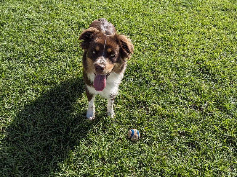 Journey waiting for me to throw the ball again.